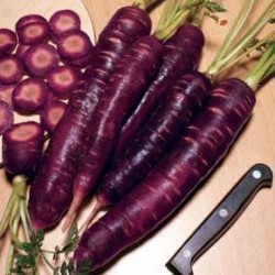 供应紫色胡萝卜种子