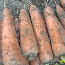 常年大量供应胡萝卜产品