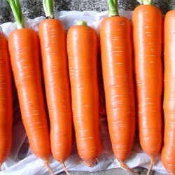 供应优质”三红“胡萝卜