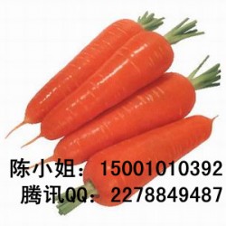 供应新黑田红参—胡萝卜种子