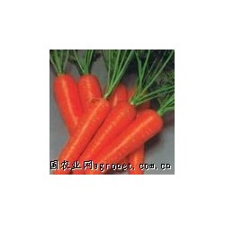 供应新鲜蔬菜—胡萝卜基地