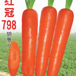 供应红冠798—胡萝卜种子