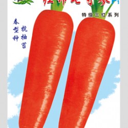 供应红帅七寸参F1—胡萝卜种子