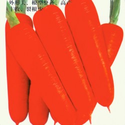 供应超级红宝冠—胡萝卜种子