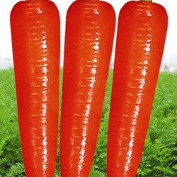 供应丽红506—胡萝卜种子