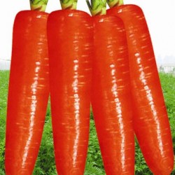 供应红林216—胡萝卜种子