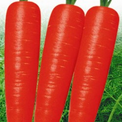 供应首尔春红—胡萝卜种子