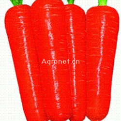 供应新加坡超级透心红(七寸参)—胡萝卜种子