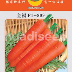 供应金福F1-809－胡萝卜种子