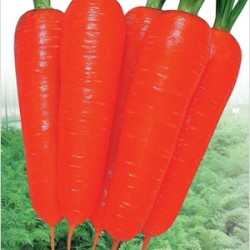 供应南韩参红—胡萝卜种子
