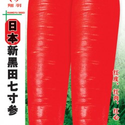 供应日本新黑田七寸参-胡萝卜种子