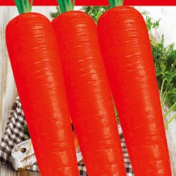 供应红宝玉——胡萝卜种子