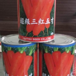 供应超级三红五寸—胡萝卜种子