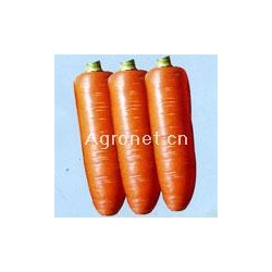 超级红冠八寸金笋—胡萝卜种子