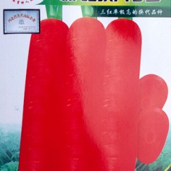 供应红映八寸参-胡萝卜种子