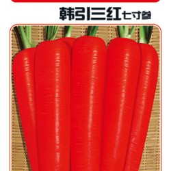 供应韩引三红—萝卜种子