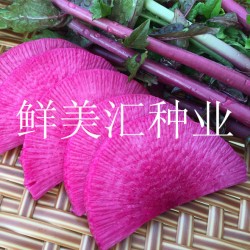 供应紫参水果萝卜种子