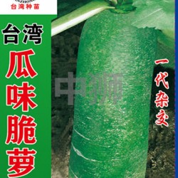 供应台湾瓜味脆萝卜种子