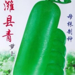 供应潍县青—萝卜种子