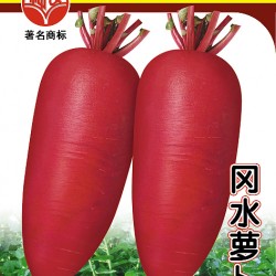供应冈水萝卜—萝卜种子