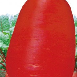 供应川红一号—萝卜种子