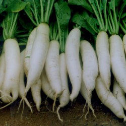 供应短叶十三—白萝卜种子