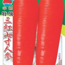 供应**三红七寸参—萝卜种子