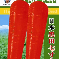 供应日本黑天七寸参-萝卜种子