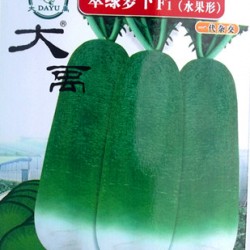 供应翠绿萝卜F1（水果型）-萝卜种子