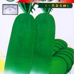 供应翠绿萝卜-萝卜种子