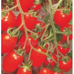 供应西红柿种子 红运88