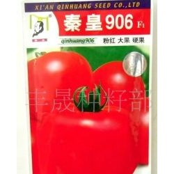 供应秦皇906 番茄种子