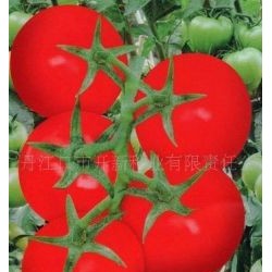 供应番茄种子 胜达168