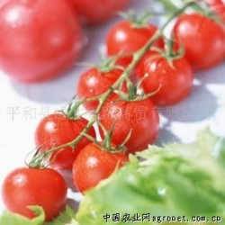 供应精选新鲜蔬菜小番茄