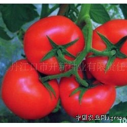 供应番茄种子登峰871