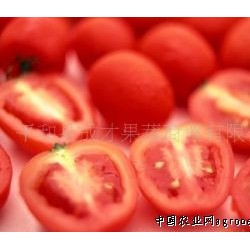 供应精选新鲜蔬菜番茄