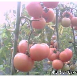 供应优质粉红西红柿