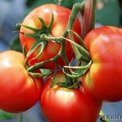 供应大棚西红柿