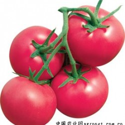 供应优质西红柿幼苗