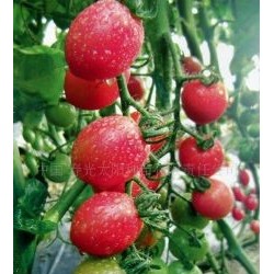 供应珍珠小番茄--台湾进口--万福