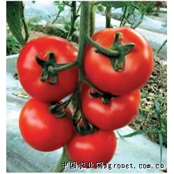 供应圣盈大红番茄种子