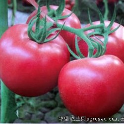 供应欧盾番茄种子