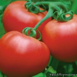 供应粉红大果番茄种子