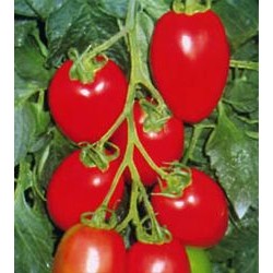 供应红罗曼番茄种子