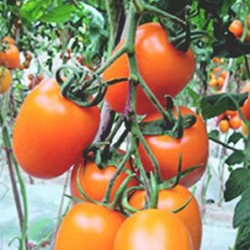 供应黄罗曼番茄种子