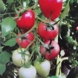 供应粉番茄种子-粉罗曼