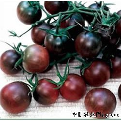 供应紫番茄-阿里3号