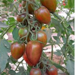 供应紫色番茄种子