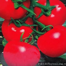 供应大红_以色列7号番茄种子