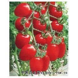 供应进口小番茄种子-小番茄种子